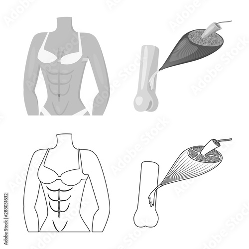 Vector design of fiber and muscular sign. Collection of fiber and body stock vector illustration.