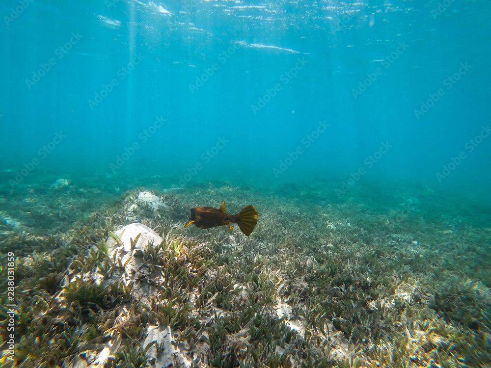Sea underwater and coral reef. Sea underwater and coral reef.