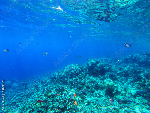 Sea underwater and coral reef. © magdal3na
