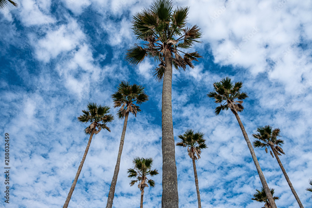 Obraz premium 宮崎の観光地青島にそびえ立つヤシの木