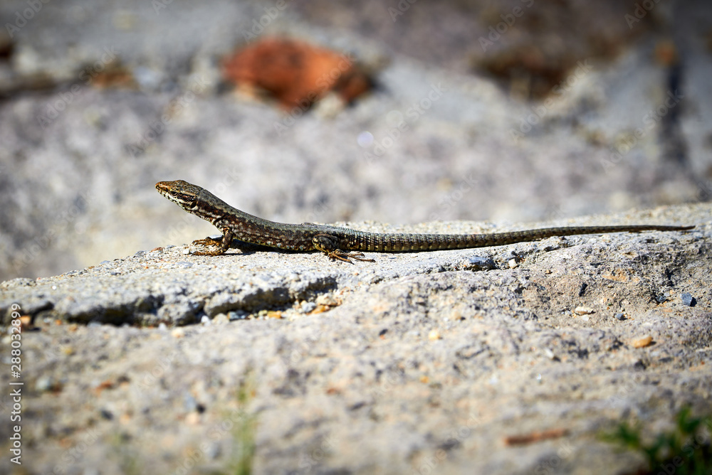 Common wall lizard ( Podarcis muralis ) sunbathing Common wall lizard ( Podarcis muralis ) sunbathing