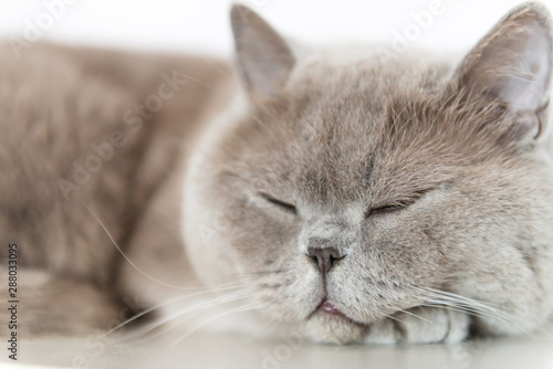 British Shorthair cat lying on white table © manuta