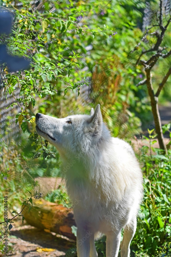 Naklejka premium White wolf in eastern Canada