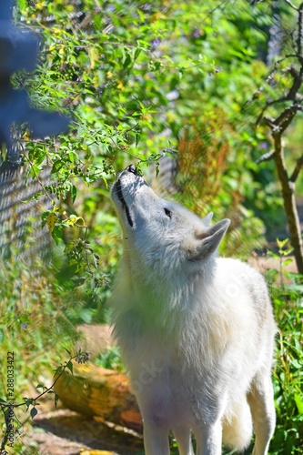 White wolf in eastern Canada