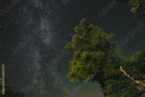 Bottom view of the starry sky with the milky way in the night forest