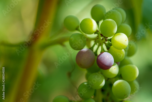 Bunch of ripe grapes in autumn