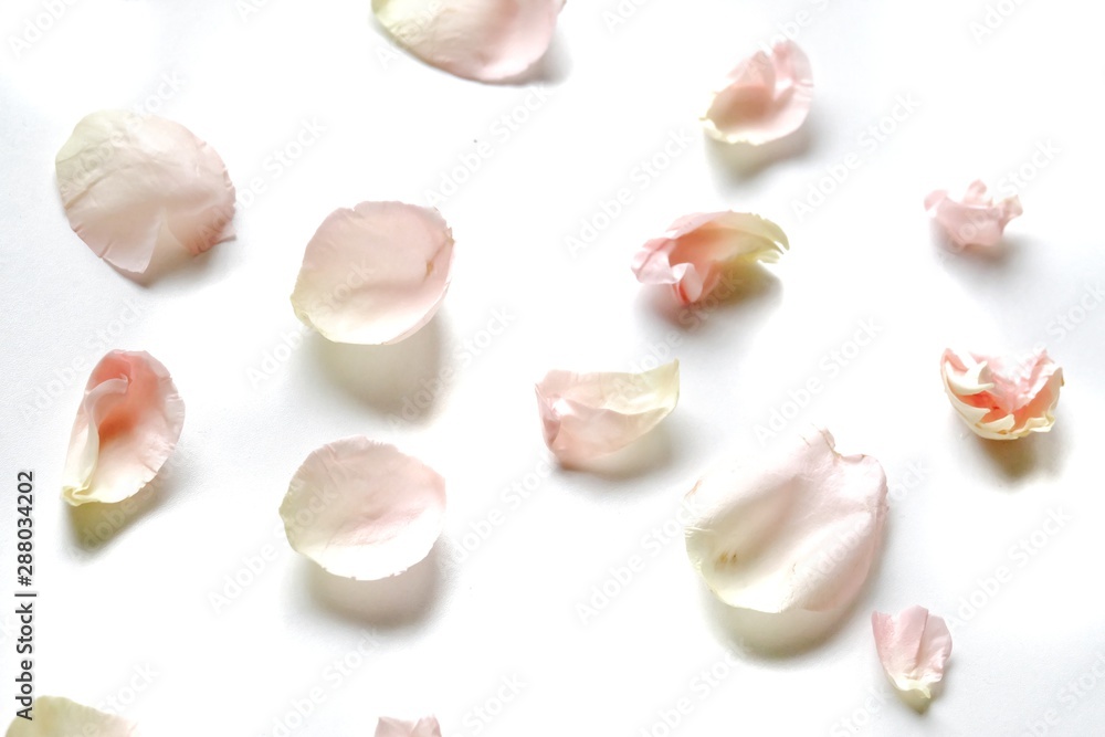 Blurred a pile of sweet pink rose corollas on white isolated background with softly style 
