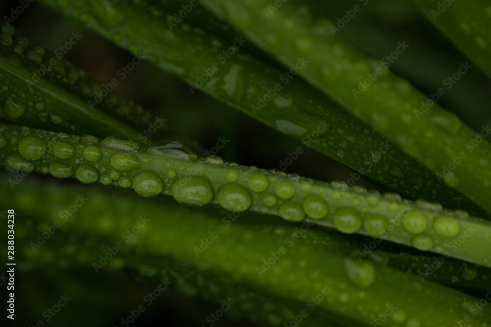 dew on the grass dew on the grass