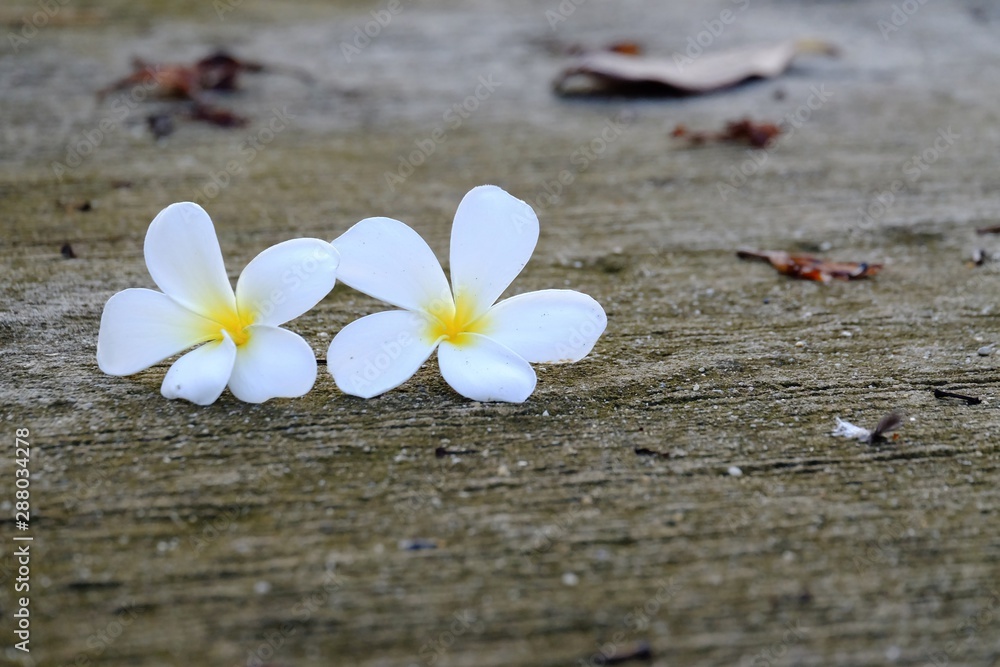 A pair of sweet white plumeria flower falling from the tree into cement walkway with rough surface background and dirty floor A pair of sweet white plumeria flower falling from the tree into cement walkway with rough surface background and dirty floor