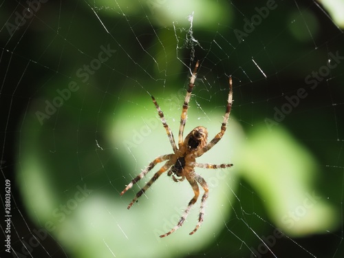 Garden spider on web
