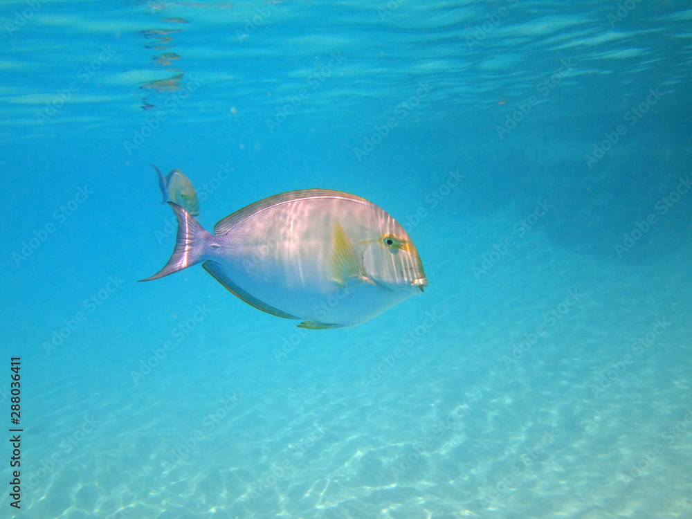 Underwater view of a Surgeonfish (Acanthurus xanthopterus) in the Bora Bora lagoon, French Polynesia Underwater view of a Surgeonfish (Acanthurus xanthopterus) in the Bora Bora lagoon, French Polynesia