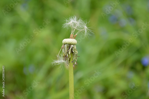 Withered dandelion flower without seeds.