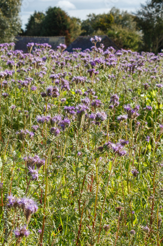 Field of purple tansy as honey flowers in Brittany during autumn