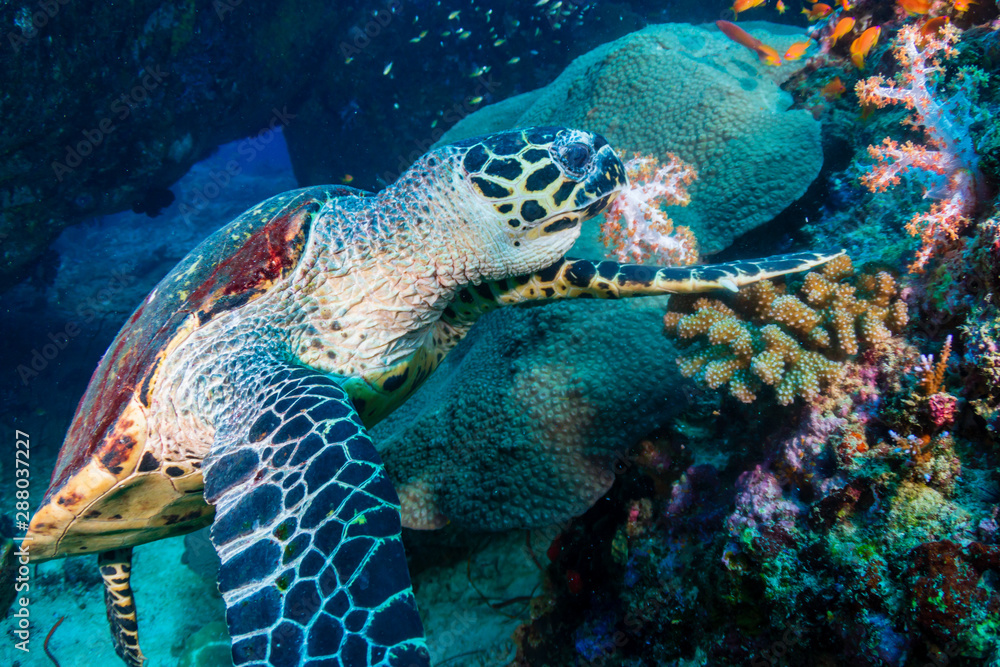 Hawksbill Sea Turtle feeding on soft corals on a tropical coral reef Hawksbill Sea Turtle feeding on soft corals on a tropical coral reef