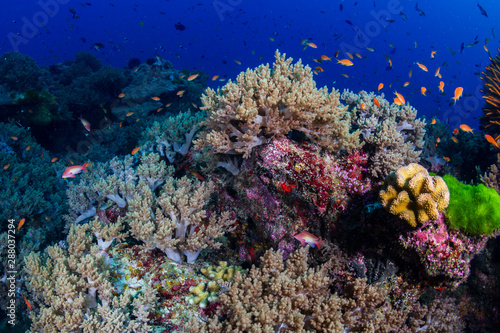 Fototapeta Naklejka Na Ścianę i Meble -  Tropical fish swimming around a healthy, colorful coral reef