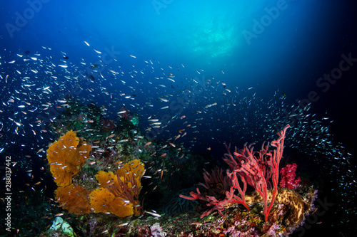 Tropical fish swimming around a healthy  colorful coral reef