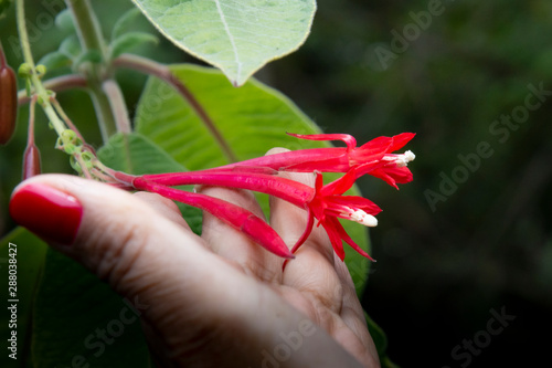 flora sudamericana