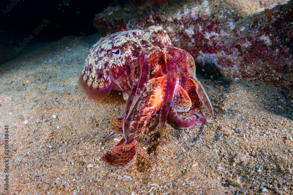 Cuttlefish feeding on a Scorpionfish on an underwater shipwreck