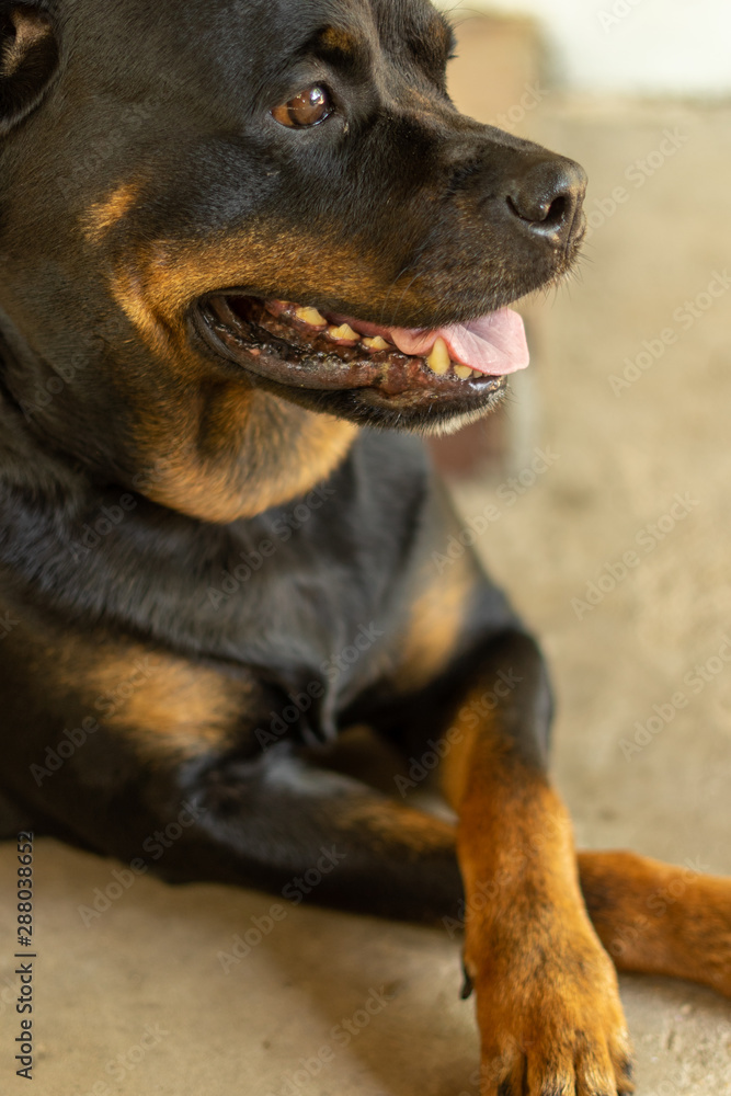 Portrait of a dog breed Rottweiler. A rude dog.