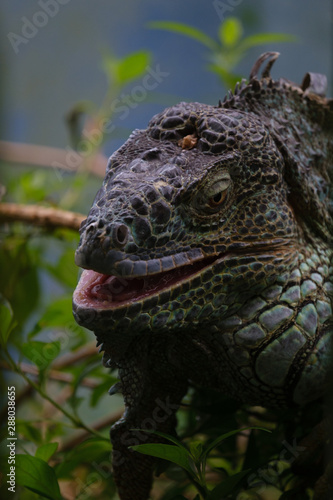iguana on a branch © Илья Шакало