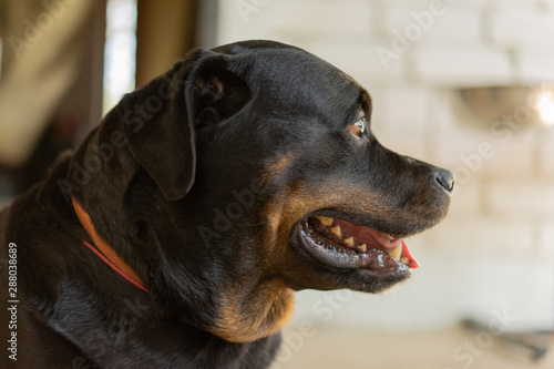 Portrait of a dog breed Rottweiler. A rude dog. © Виктор Кеталь