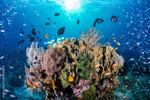 Tropical fish on a colorful, healthy tropical coral reef