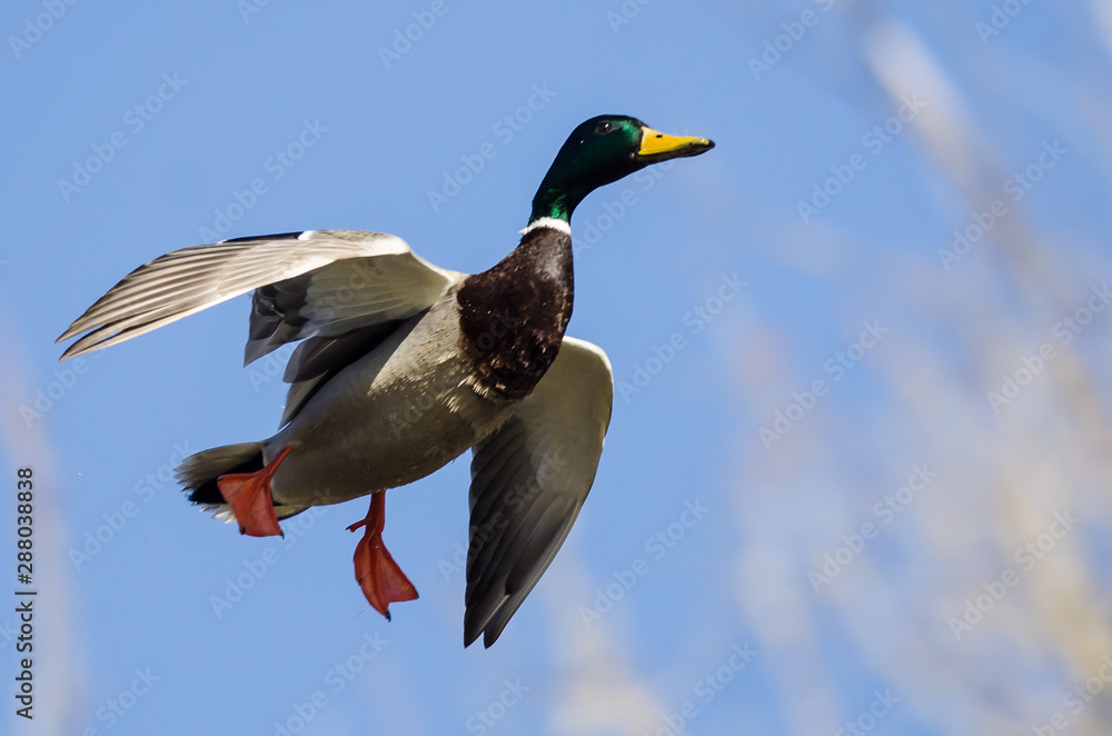 Obraz premium Mallard Ducks Coming in for a Landing