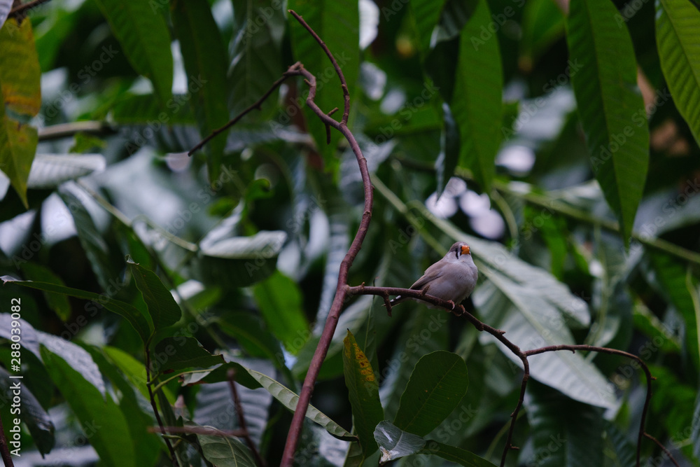 Fototapeta premium bird on branch