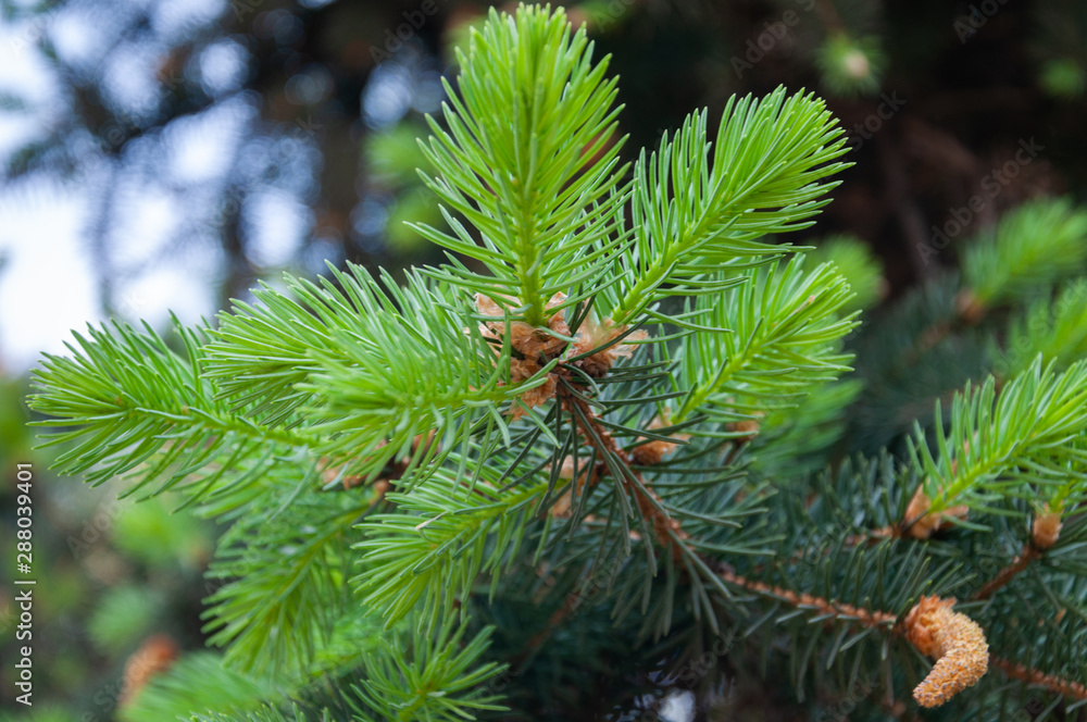 Pine branch Pine branch