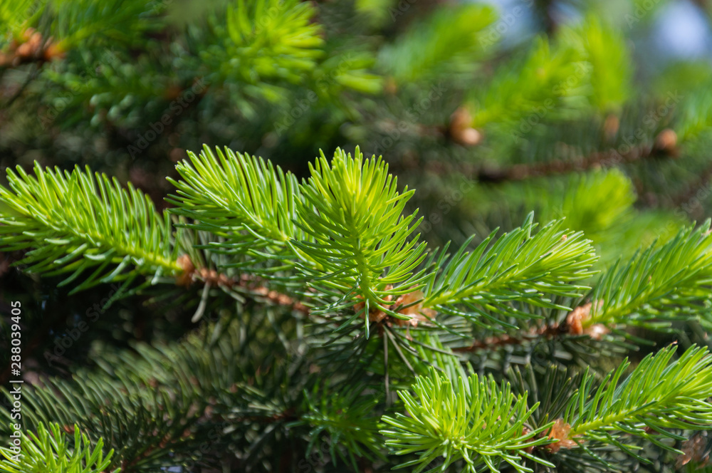 Young pine Young pine