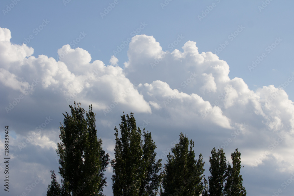 2019.06.02, Moscow, Russia. the tops of poplars against a cloudy blue sky. Floral world of Russia. 2019.06.02, Moscow, Russia. the tops of poplars against a cloudy blue sky. Floral world of Russia.