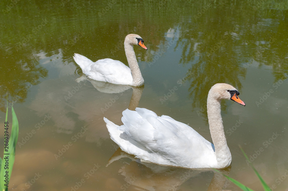 Fototapeta premium A pair of white swans in a lake