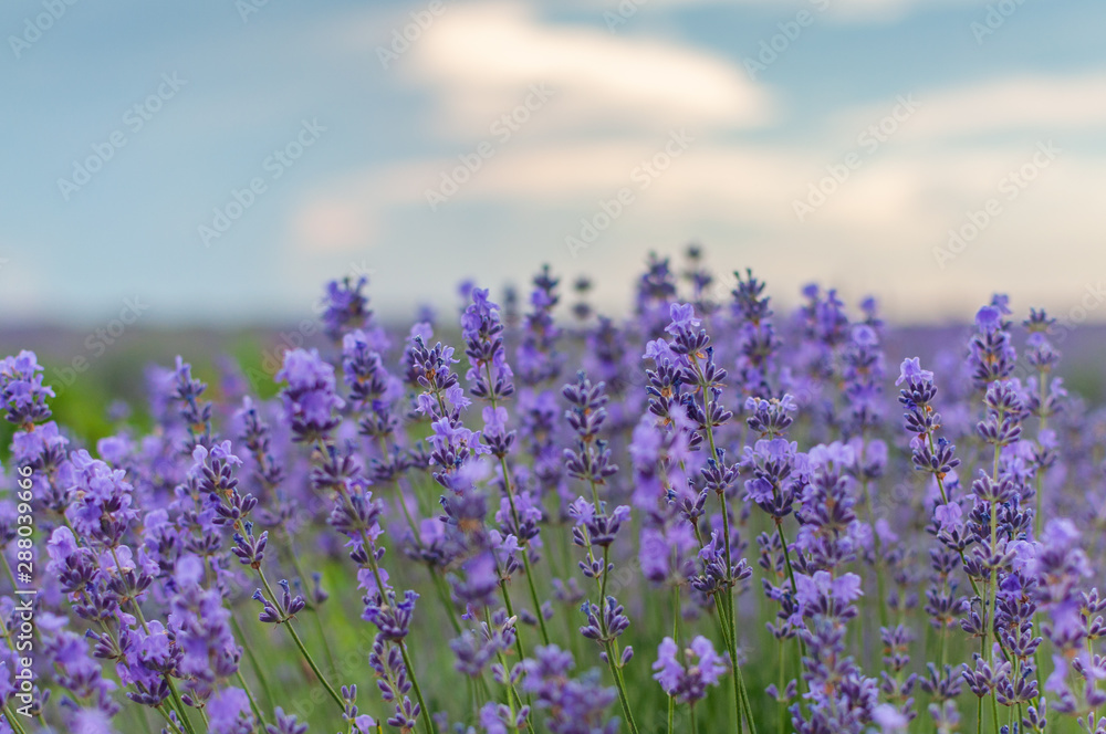 Fototapeta premium Flowers lavender