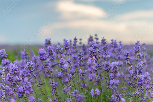Fototapeta Naklejka Na Ścianę i Meble -  Flowers lavender