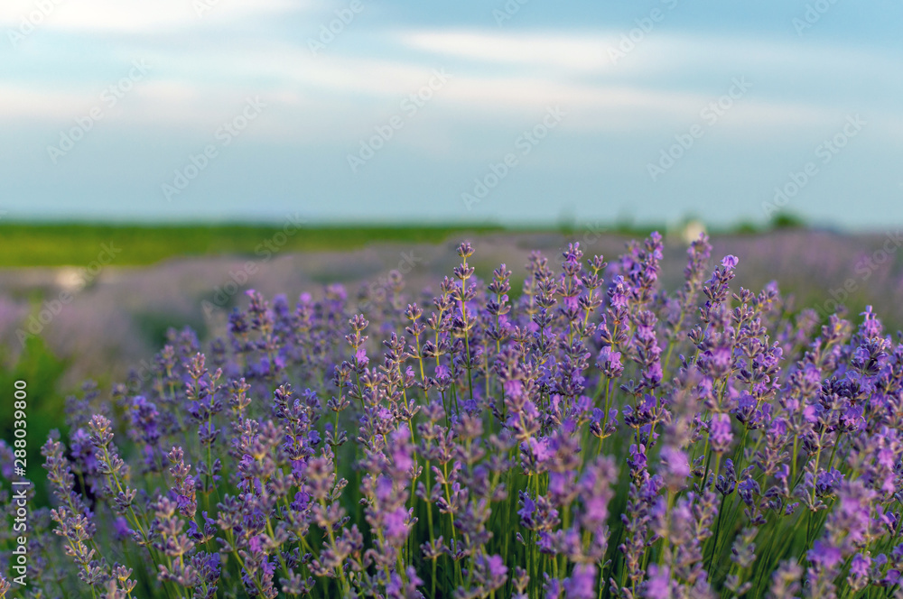 Fototapeta premium Flowers lavender