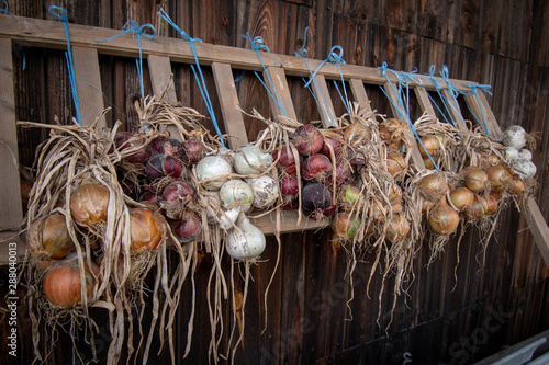 фотографія drying onions of different colors infront of barn