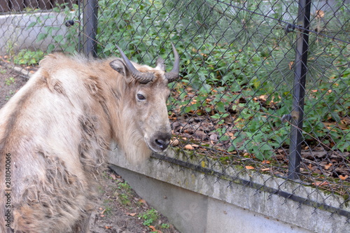 takin tybetański (syczuański)