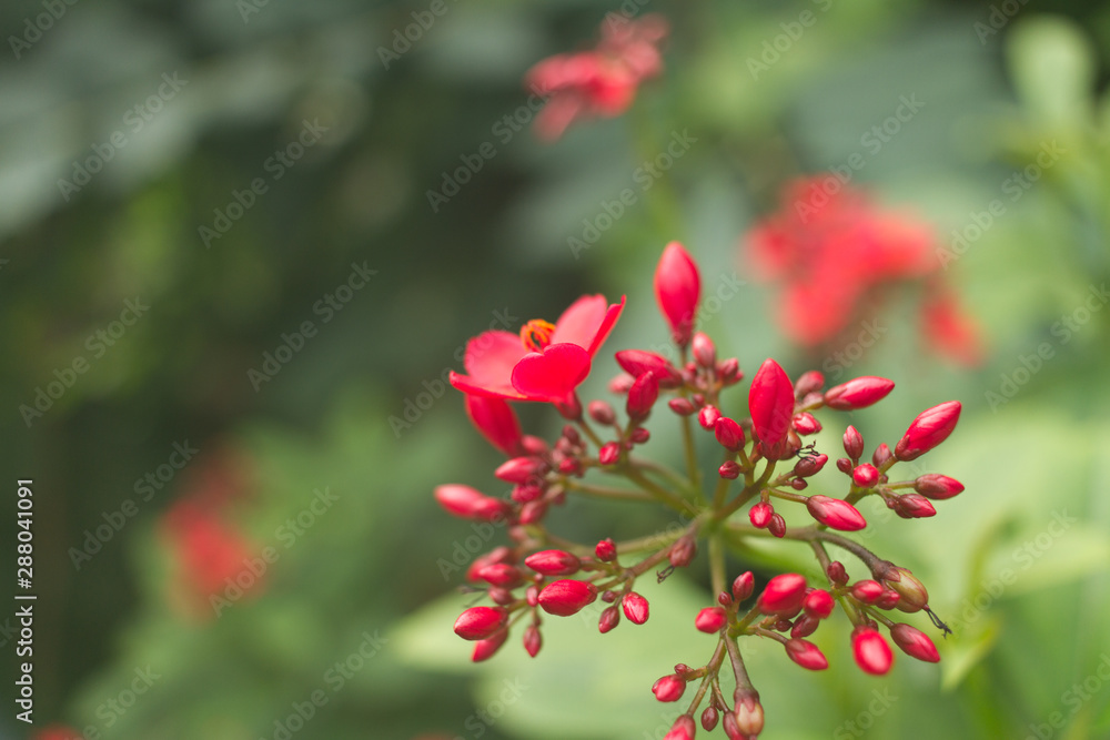 Blume Blume