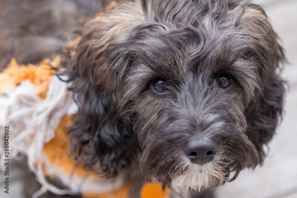 cockapoo puppy with her favorite worn toy