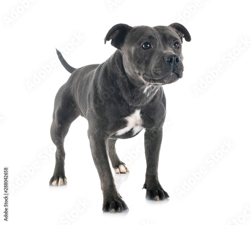 staffordshire bull terrier