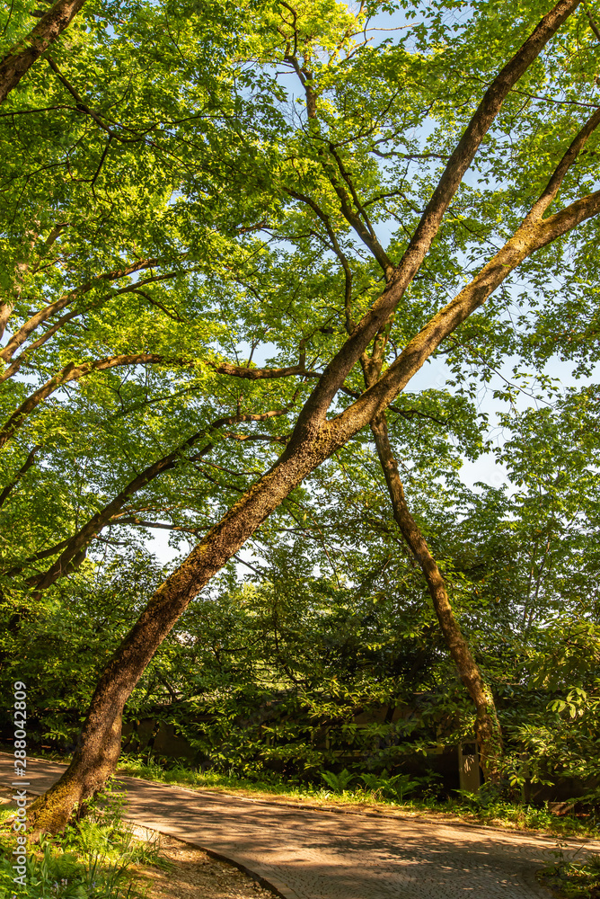 Obraz premium Rural path under the shadow of trees