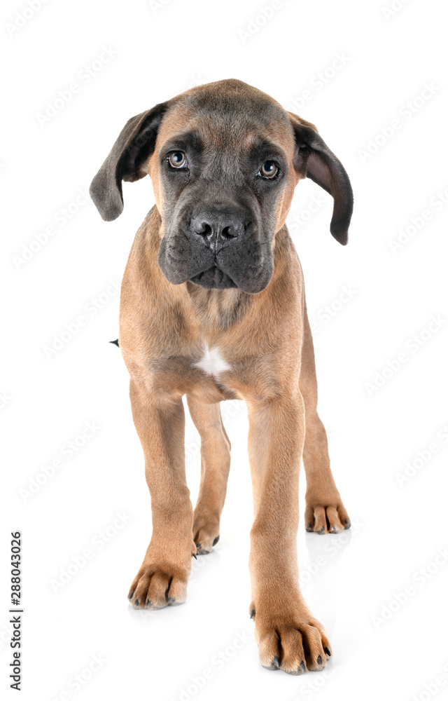 puppy cane corso puppy cane corso
