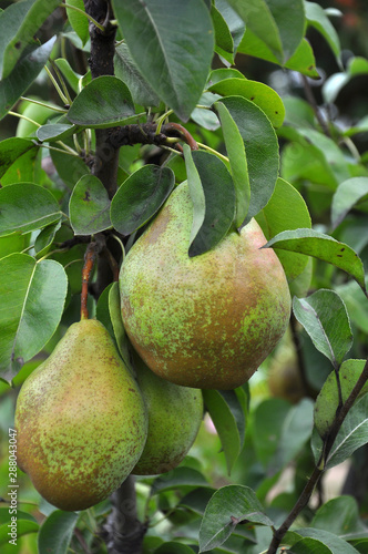 A pear ripens on a tree branch