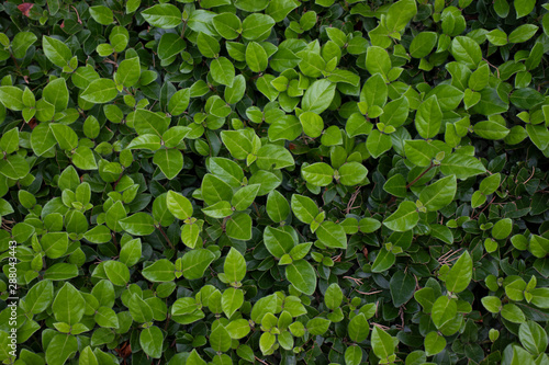 Green wall