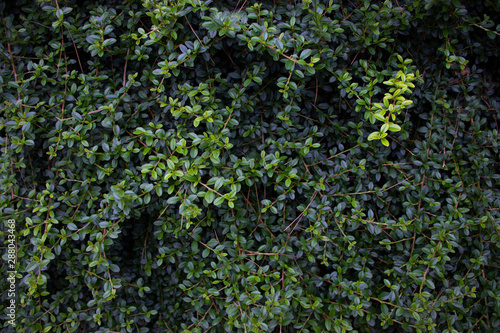 Green wall