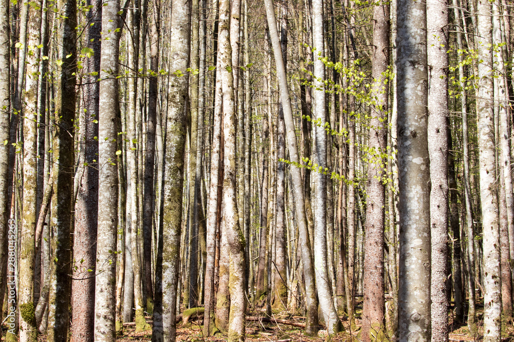 Fototapeta premium trees in forest