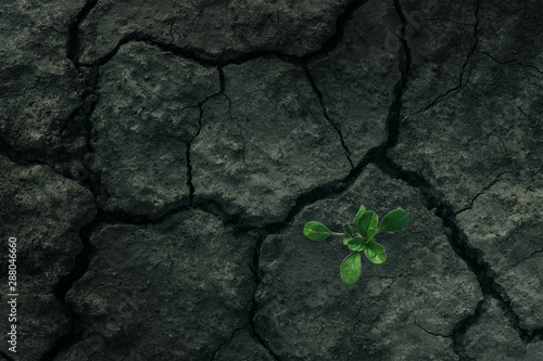 Φωτογραφία Small tree breaks through the ground