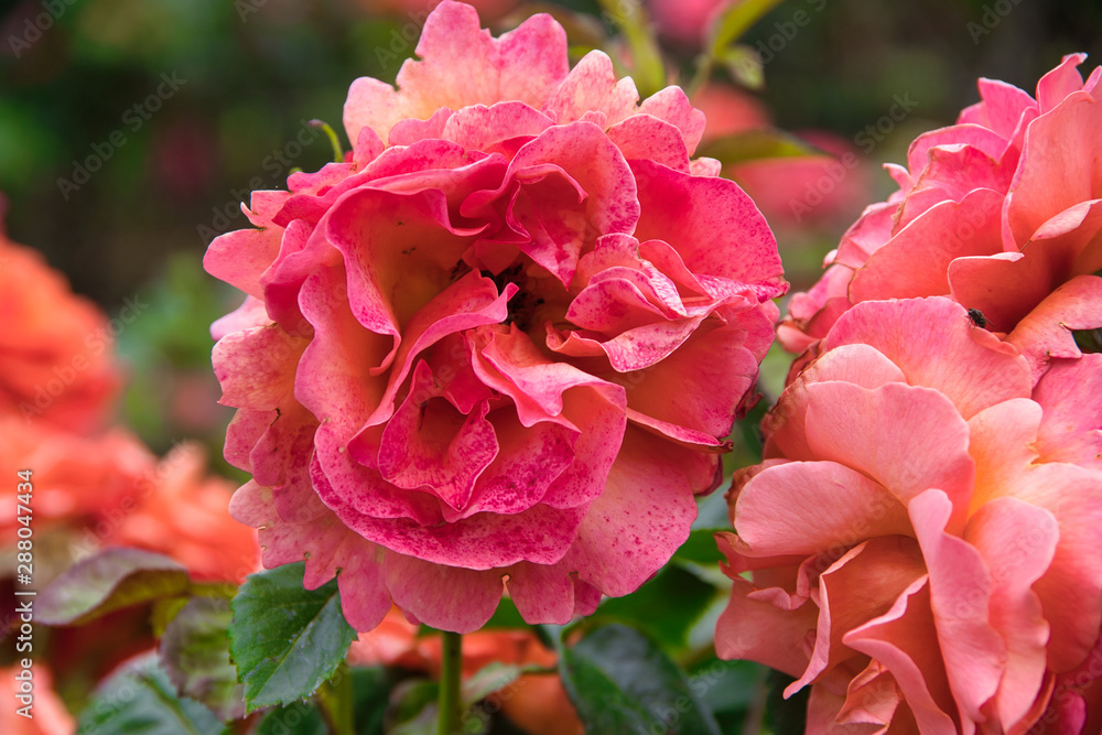 pink rose flower in the garden pink rose flower in the garden
