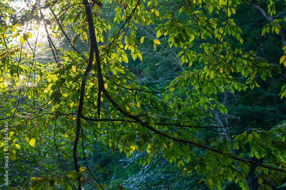 Beautiful morning scene, sun rays break through the branches of trees. Beautiful morning scene, sun rays break through the branches of trees.