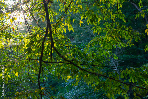 Beautiful morning scene  sun rays break through the branches of trees.